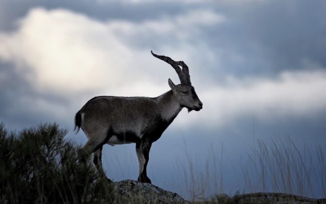 Spanyol kőszáli kecske (Capra pyrenaica victoriae), Sierra de Gredos, Spanyolország