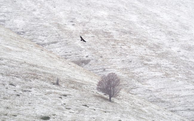 Bradáň žltohlavý (Gypaetus barbatus), Národný park Ordesa i Monte Perdido, Španielsko