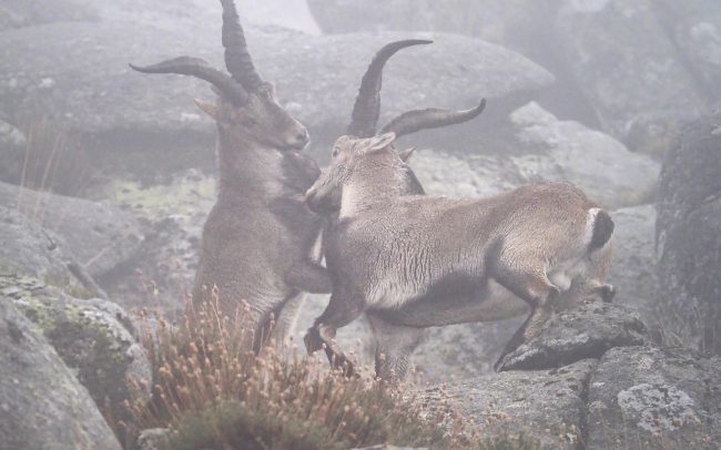 Kozorožec ibérijský (Capra pyrenaica victoriae), Sierra de Gredos, Španielsko