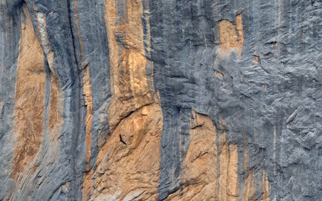 Fakó keselyű (Gyps fulvus), Ordesa i Monte Perdido Nemzeti Park, Spanyolország