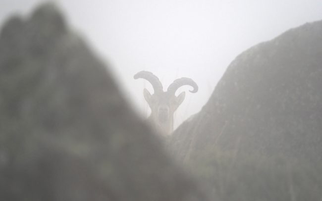 Kozorožec ibérijský (Capra pyrenaica victoriae), Sierra de Gredos, Španielsko