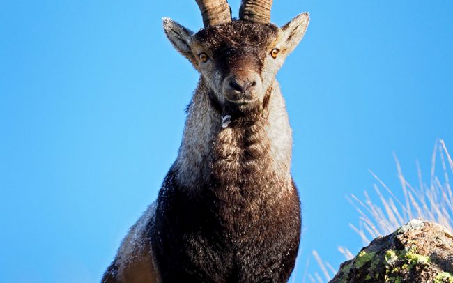 Kozorožec ibérijský (Capra pyrenaica victoriae), Sierra de Gredos, Španielsko