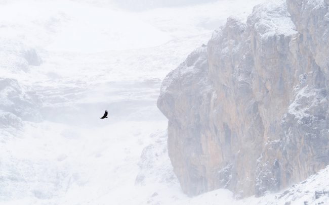 Sup bielohlavý (Gyps fulvus), Národný park Ordesa i Monte Perdido, Španielsko
