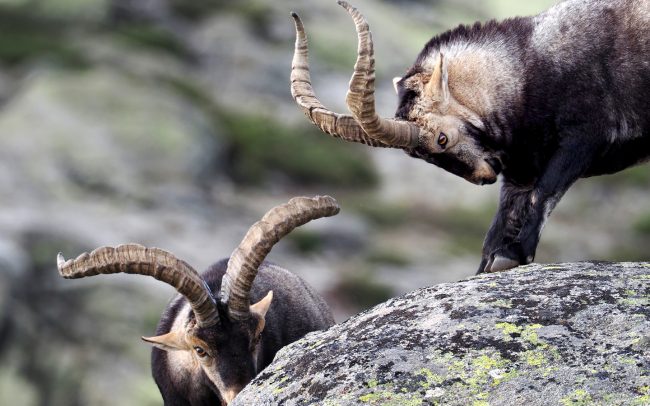 Spanyol kőszáli kecske (Capra pyrenaica victoriae), Sierra de Gredos, Spanyolország