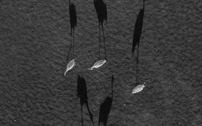 Daru (Grus grus), Csallóköz