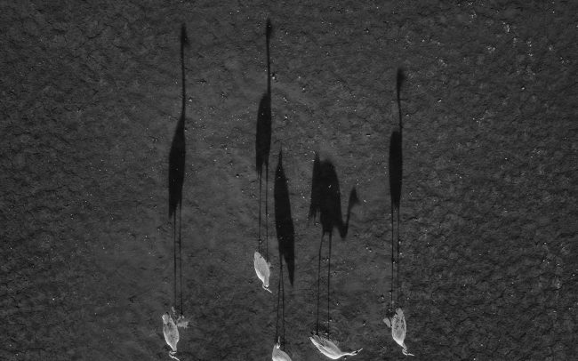 Daru (Grus grus), Csallóköz