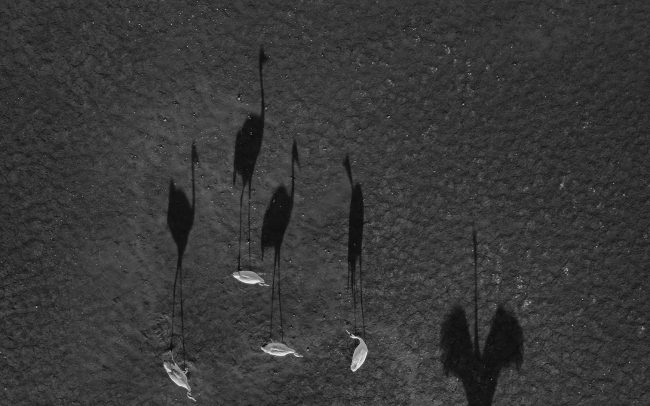 Eurasian Crane (Grus grus), Great Rye Island, Slovakia