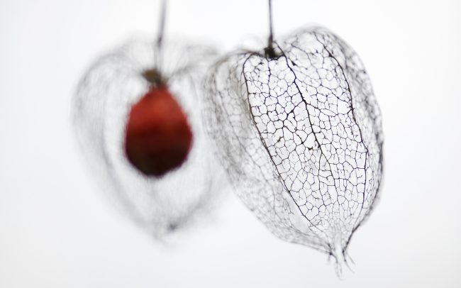 Machovka (Physalis sp.), Žitný ostrov