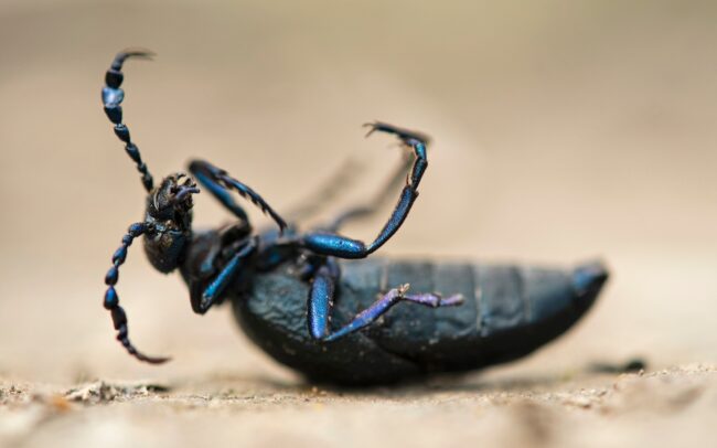 Kék nünüke (Meloe violaceus), Csallóköz