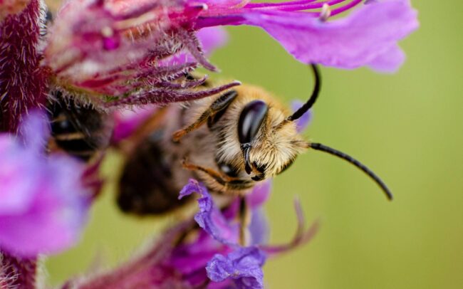 Szabóméh (Megachile sp.), Csallóköz