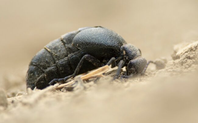 Közönséges nünüke (Meloe proscarabaeus), Csallóköz