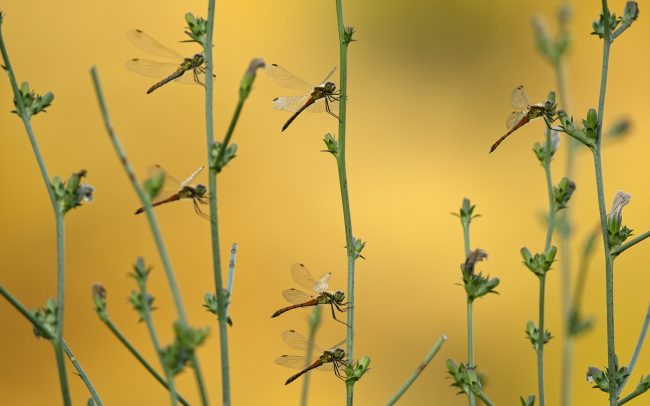 Lassú szitakötő (Sympetrum depressiuculum), Duna menti erdők Tájvédelmi Körzet, Csallóköz