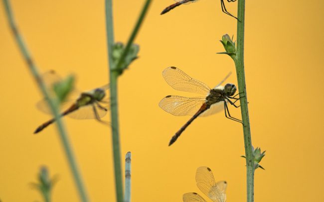 Lassú szitakötő (Sympetrum depressiuculum), Duna menti erdők Tájvédelmi Körzet, Csallóköz