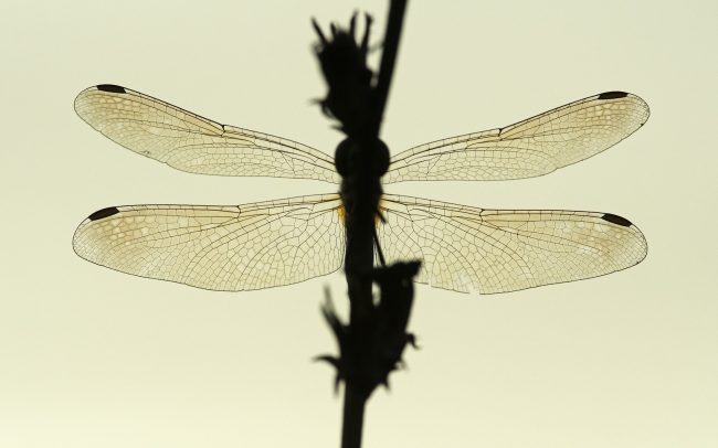 Katona-szitakötők (Sympetrum ssp.), Duna menti erdők Tájvédelmi Körzet, Csallóköz
