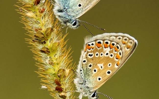 Közönséges boglárka (Polyommatus icarus), Duna menti erdők Tájvédelmi Körzet, Csallóköz. A rétek eszményi élőhelyet biztosítanak pillangóink számára is. Az élőhely megléte eleve fontos, de az sem mindegy, hogy a rajta élő állatfajok milyen tápnövényeket találnak rajtuk. A boglárkalepkék számára például a táplálékon kívül nagyon fontosak a növényekben található flavonoidok. Ezek a vegyületek egyrészt elnyelik az UV-sugárzást, a pillangók számára ezek a virágzatok vonzóbbak. Másrészt azonban ezek a pigmentek a szárnypikkelyekbe is bekerülnek. Főleg a a nőstény egyedek tudják hasznosítani őket, velük csalogatják a hímeket. Szárnyuk színe az UV-sugárzás elnyelése miatt feltűnőbb, élénkebb lesz, egyúttal árulkodik a lepkehölgy jó egészségi állapotáról is. Melyik hím tudna ennek a vonzerőnek ellenállni?