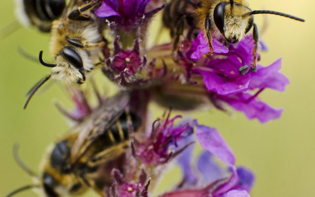 Szabóméhek (Megachile sp.), Csallóköz