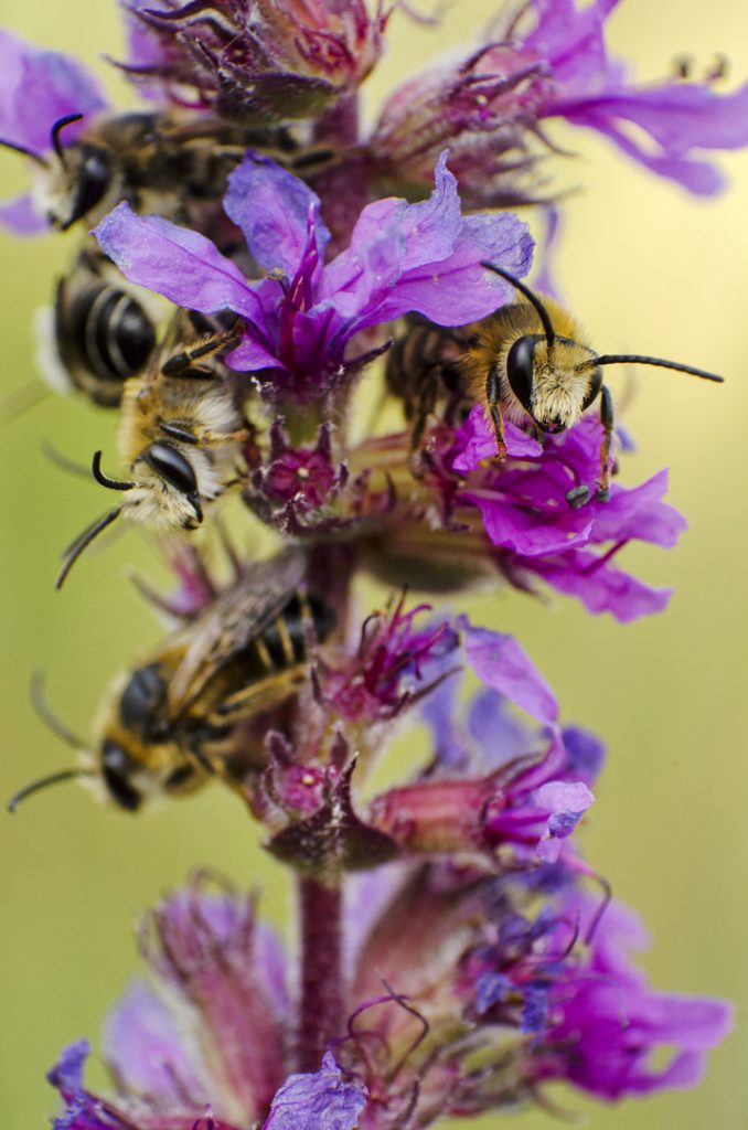 Szabóméhek (Megachile sp.), Csallóköz