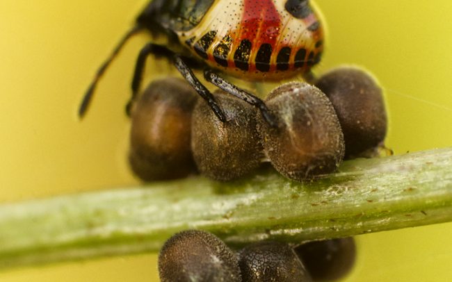 Gyümölcspoloska (Carpocoris sp.), Csallóköz