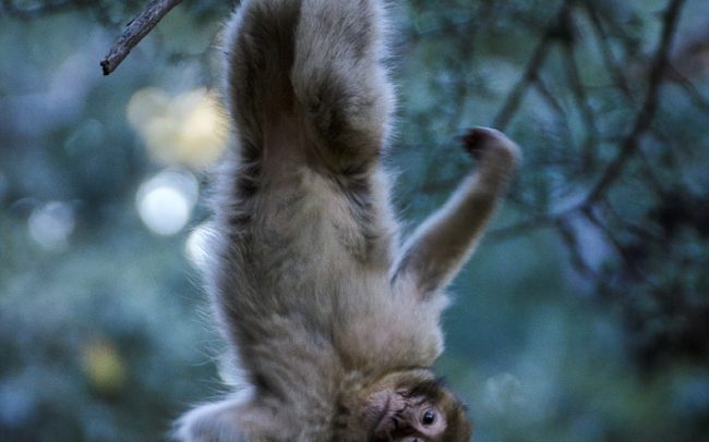 Makak magot (Macaca sylvanus), Stredný Atlas