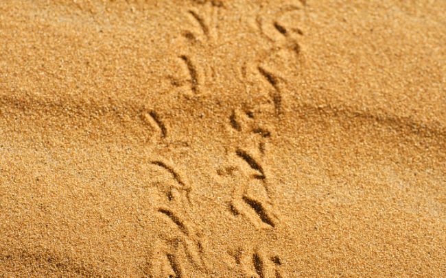 Gyászbogár (Pimelia angulata), Erg Chebbi