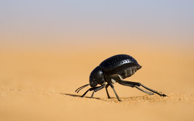 Potemníkovité (Pimelia angulata), Erg Chebbi