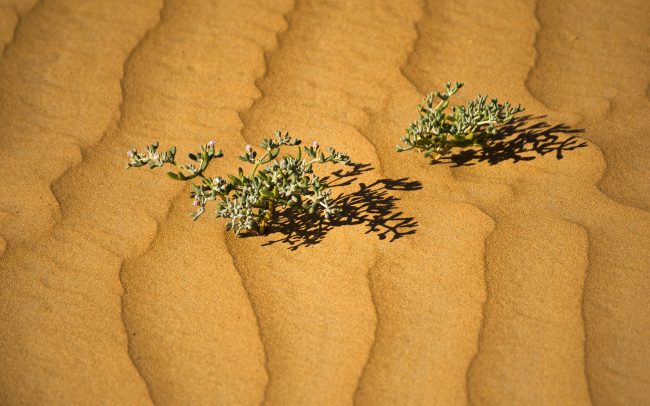 Erg Chebbi, Merzouga