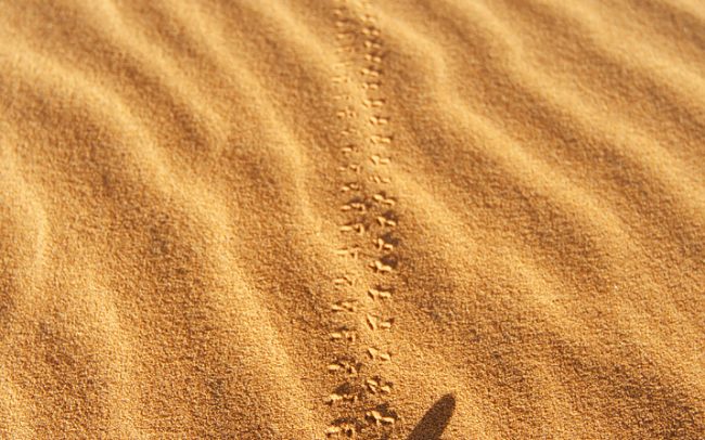 Gyászbogár (Pimelia angulata), Erg Chebbi