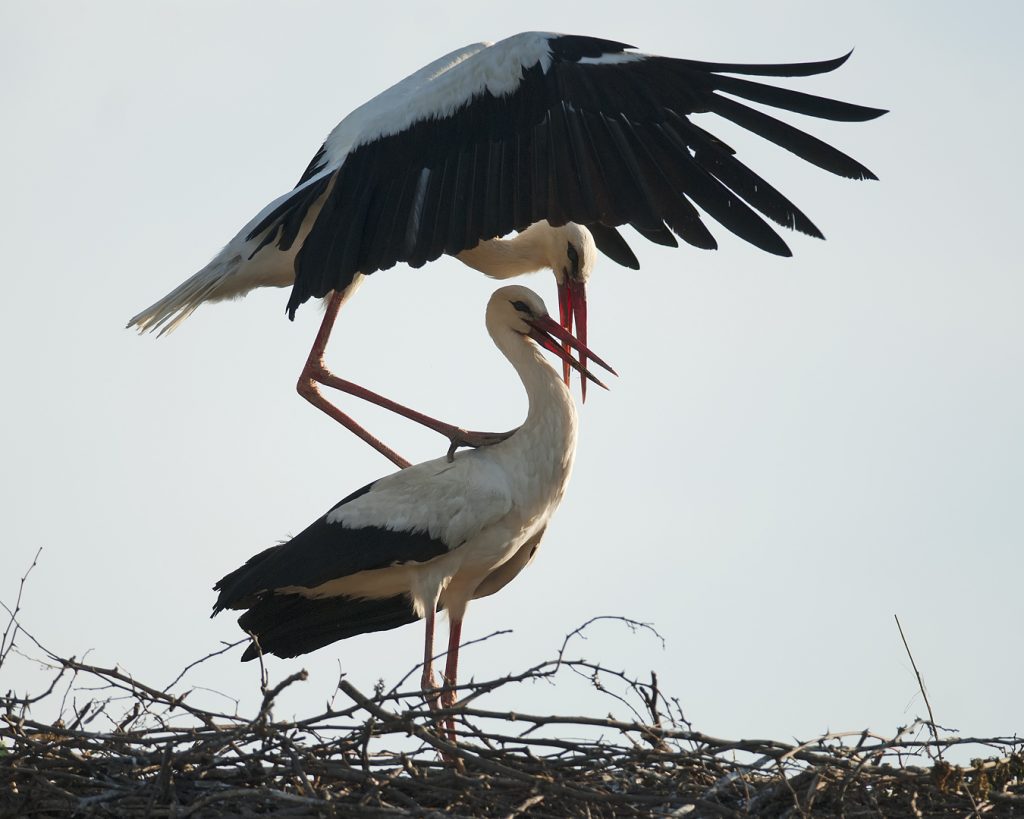 Fehér gólya (Ciconia ciconia), Csallóköz