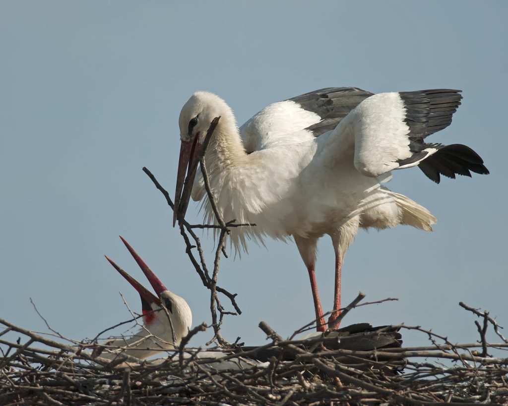 Fehér gólya (Ciconia ciconia), Csallóköz