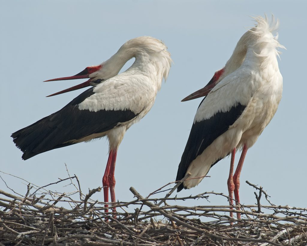 Fehér gólya (Ciconia ciconia), Csallóköz