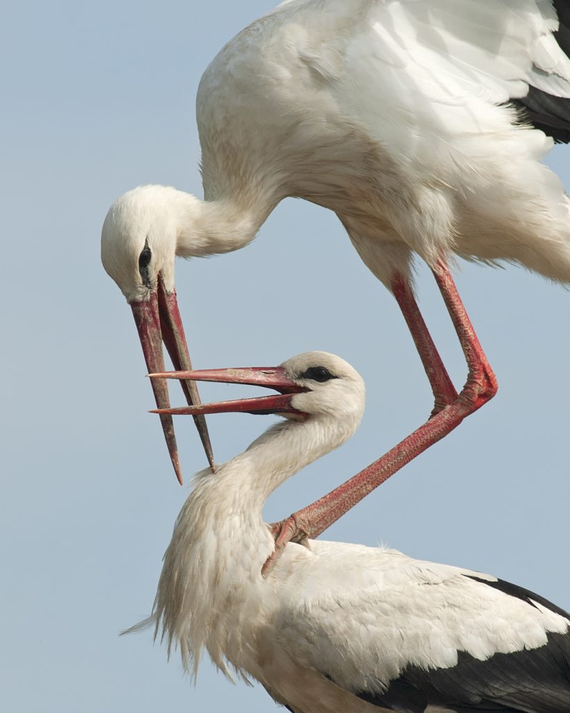 Fehér gólya (Ciconia ciconia), Csallóköz