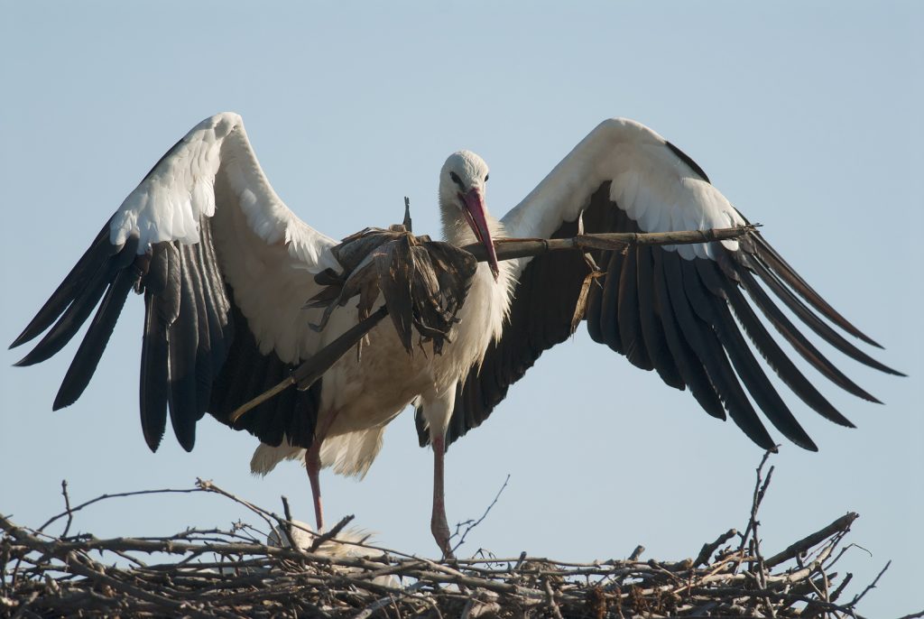 Fehér gólya (Ciconia ciconia), Csallóköz