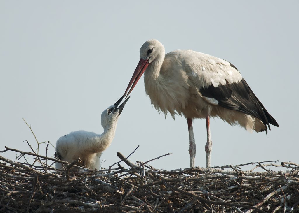 Fehér gólya (Ciconia ciconia), Csallóköz