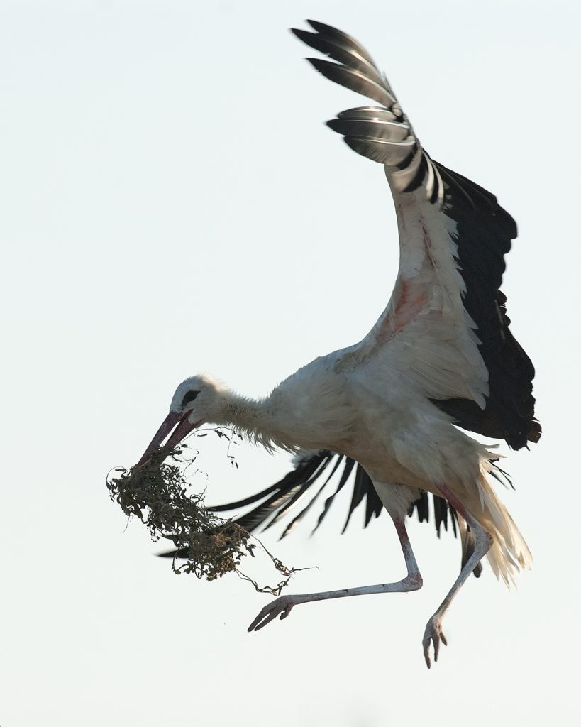 Fehér gólya (Ciconia ciconia), Csallóköz