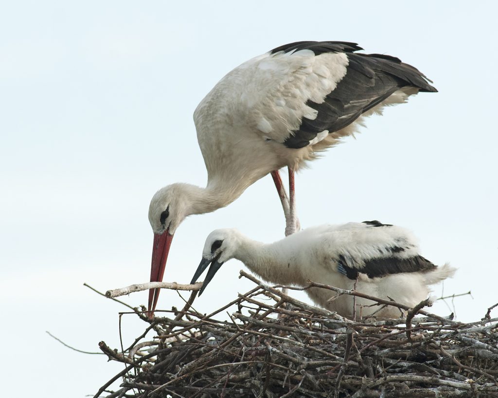 Fehér gólya (Ciconia ciconia), Csallóköz