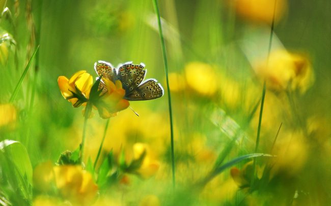 Modráčik obyčajný (Polyommatus icarus), Žitný ostrov