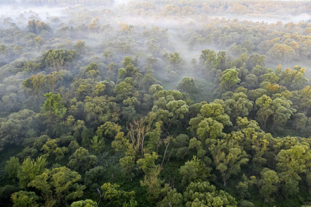 Az ártéri erdő. A folyó szülte és élteti. Ennek köszönhetően élőhelyek sokasága és dinamika jellemzi. No meg bámulatos fajgazdagság. Nemhiába tartják a trópusi esőerdők megfelelőjének. Nálunk már csak maradványai maradtak meg az egykori kiterjedésének. Dunamenti Ligeterdők Tájvédelmi körzet.