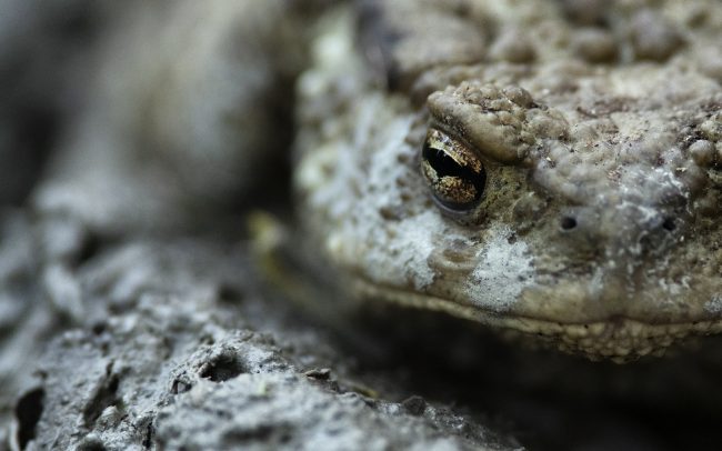Ropucha bradavičnatá (Bufo bufo), CHKO Dunajské luhy, Žitný ostrov