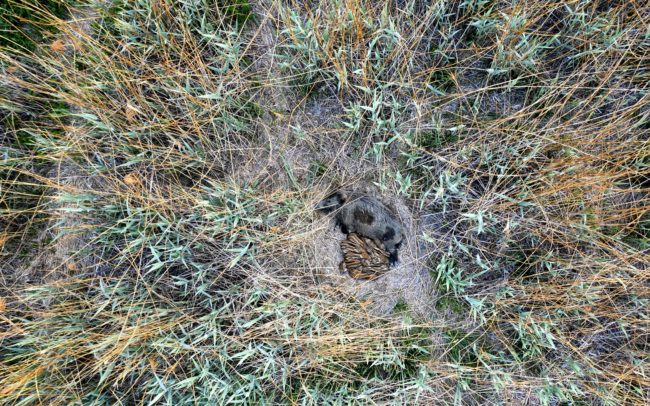 For wild boar, the reed is a refuge, where they can hide, gather, rest and sleep. In short - it is an essential part of their lives. Danube Floodplains Protected Landscape Area, Great Rye Island, Slovakia.