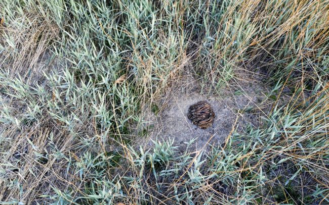 A szunyókáló vadmalacok látványa az egyik legkedvesebb jelenet a természetben. A vaddisznók egyébként is erősen szociális lények, igényelik egymás közelségét, de a hidegebb áprilisi-májusi reggelek miatt is előnyös, ha ilyen kupacban melengetik egymást a kicsik. Dunamenti Ligeterdők Tájvédelmi körzet.