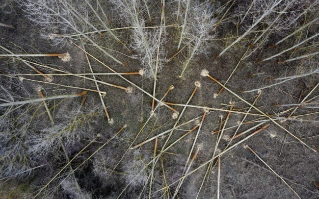 Hódok munkája nemesített nyárfa-monokultúrában a Dunamenti Ligeterdők Tájvédelmi körzetben. Legnagyobb rágcsálónk visszatérése sikersztori, egyben konfliktusok forrása erdészek, környezetvédők és más érdekcsoportok között. A szembepart erdője jóval inkább idézi az ártéri erdők eredeti képét.