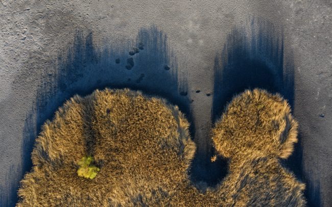 Thousands of species are associated with reed beds, making them real centers of biodiversity. They improve water quality, play an important role in the material circulation of water, help replenish groundwater sources, protect banks from erosion and significantly reduce the effects of floods. Due to the elimination of shallow stagnant waters, they are among the most vulnerable ecosystems in Europe. The value of the reeds lining the shores of the fish ponds increases in this way. Great Rye Island, Slovakia.