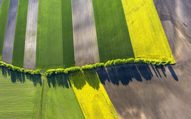 Tarka földeket határoló fasor - az elfeledett Barcs folyó egy részlete Gellétől (Beketfa) nyugatra.