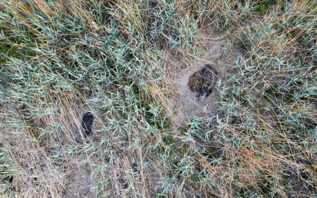 A vaddisznók számára a nádas menedék-, rejtek-, gyülekező-, pihenő- és alvóhely. Lényegében az életük elengedhetetlen része. Dunamenti Ligeterdők Tájvédelmi Körzet, Csallóköz.
