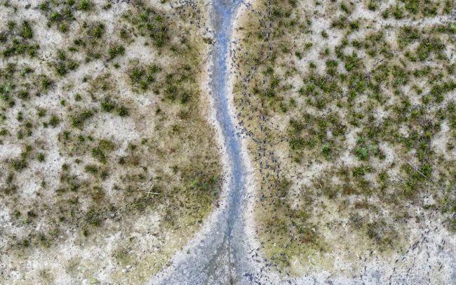 A hódoknak köszönhetően kimélyített járatok díszítik a vizeink környékét. Dunamenti Ligeterdők Tájvédelmi körzet.
