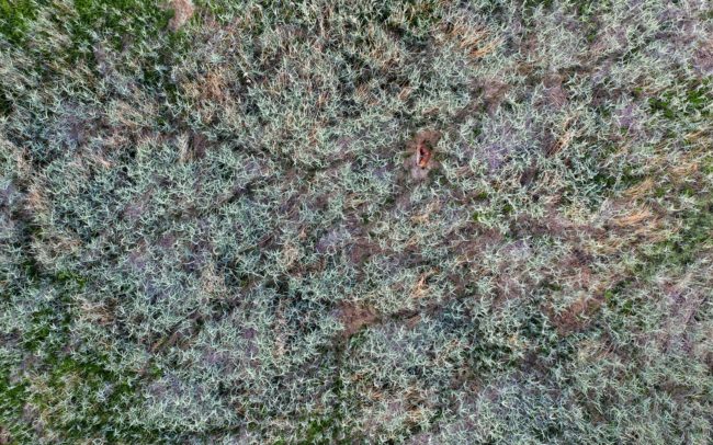 Fiatal szarvasbika végzi kora reggeli toalettjét a nádasbeli fekvőhelyén. A késő tavaszi zsenge nádasban jól látható kitaposott ösvények és “pihenőfülkék” jelzik, hogy az ilyen helyek igencsak kedveltek az erdőlakók körében. Dunamenti Ligeterdők Tájvédelmi Körzet, Csallóköz.