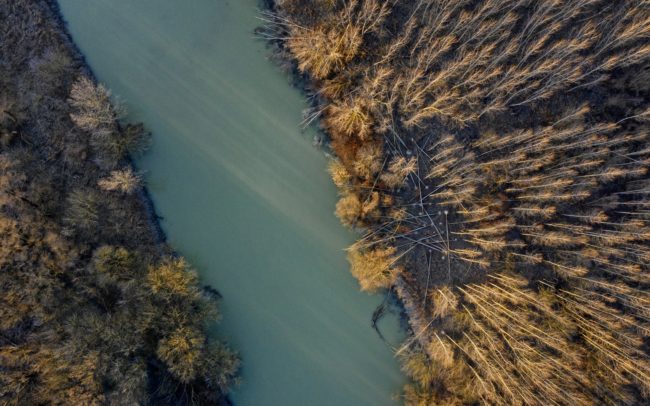 Hódok munkája nemesített nyárfa-monokultúrában a Dunamenti Ligeterdők Tájvédelmi körzetben. Legnagyobb rágcsálónk visszatérése sikersztori, egyben konfliktusok forrása erdészek, környezetvédők és más érdekcsoportok között. A szembepart erdője jóval inkább idézi az ártéri erdők eredeti képét.