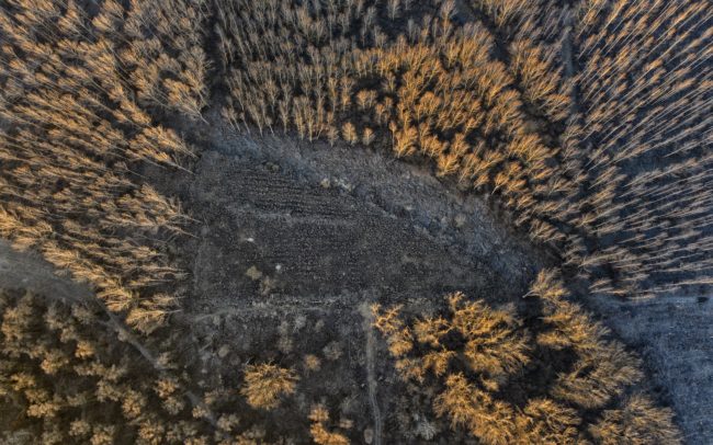 Tarvágások és kiterjedt nemesített nyárfa-ültetvények veszik körbe az öregebb erdők egyik ritka maradványát a Dunamenti Ligeterdők Tájvédelmi körzetben. Ez a facsoport is csak azért tudott megmaradni, mert védett csúcsragadozónk, egy rétisas-pár óriási fészket rakott egyik fáján több éve. Sajnos az erdőfolt folyamatos nyomás alatt van, az erdőgazdaság időről időre kikanyarít belőle egy-egy szeletet, helyén fiatal, idegen fajú nyárfák próbálnak sikertelenül ellenállni az elszaporodott szarvasállomány támadásainak. Felelős hozzáállás hiánya jellemző úgy az illetékesekre, mint a felsőbb szervekre is.