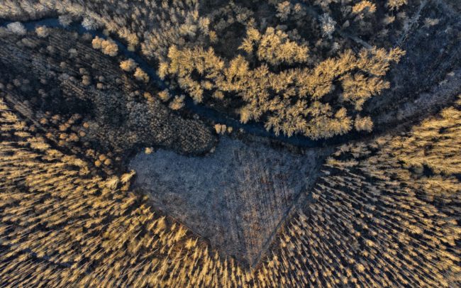 Tarvágások és kiterjedt nemesített nyárfa-ültetvények veszik körbe az öregebb erdők egyik ritka maradványát a Dunamenti Ligeterdők Tájvédelmi körzetben. Ez a facsoport is csak azért tudott megmaradni, mert védett csúcsragadozónk, egy rétisas-pár óriási fészket rakott egyik fáján több éve. Sajnos az erdőfolt folyamatos nyomás alatt van, az erdőgazdaság időről időre kikanyarít belőle egy-egy szeletet, helyén fiatal, idegen fajú nyárfák próbálnak sikertelenül ellenállni az elszaporodott szarvasállomány támadásainak. Felelős hozzáállás hiánya jellemző úgy az illetékesekre, mint a felsőbb szervekre is.