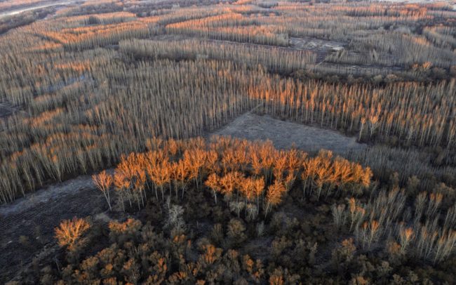 Középen egy öreg jegenyés, az egyik fáján a legnagyobb ragadozómadarunk, a rétisas fészke. Körülötte erdőirtások, fiatal faültetvények. Csupán kis foltnyi érintetlen erdőt, teret, környezetet hagyunk meg a zavarásra nagyon érzékeny lénynek. A jelenlegi jogszabályok megengedik az emberi tevékenységet a fészek közelében (egy minimális ütközőzóna betartásával), tehát az esetenként ott munkálkodó favágók, az erdészeti gépek csak azt teszik, amit a jelenlegi határozatok megengednek. Röviden tehát - törvényileg ennyit hagyunk a természetnek. Zavartalan nászrepülésről, udvarlásról, ami január környékén zajlik, szó sem lehet. Ennek ellenére, kész csodaként, a madarak minden évben költenek itt. Ami jó példa arra, hogy inkább a természet kényszerül alkalmazkodni hozzánk, mintsem mi emberek engednénk néhány hektáron az érdekeinkből, a gazdasági haszonból. Dunamenti Ligeterdők Tájvédelmi körzet.